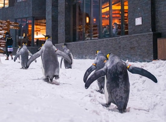 Incontro con pinguini allo Ski Dubai